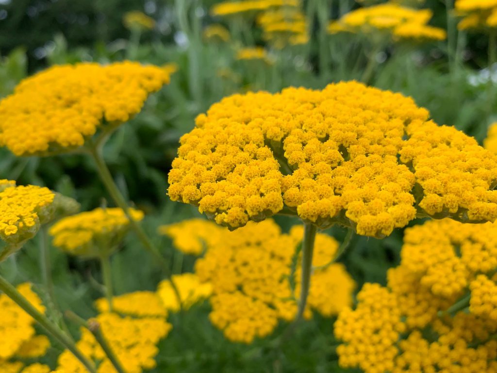 Achillea