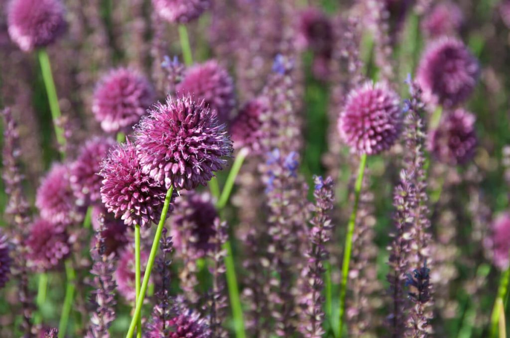 flores de verano