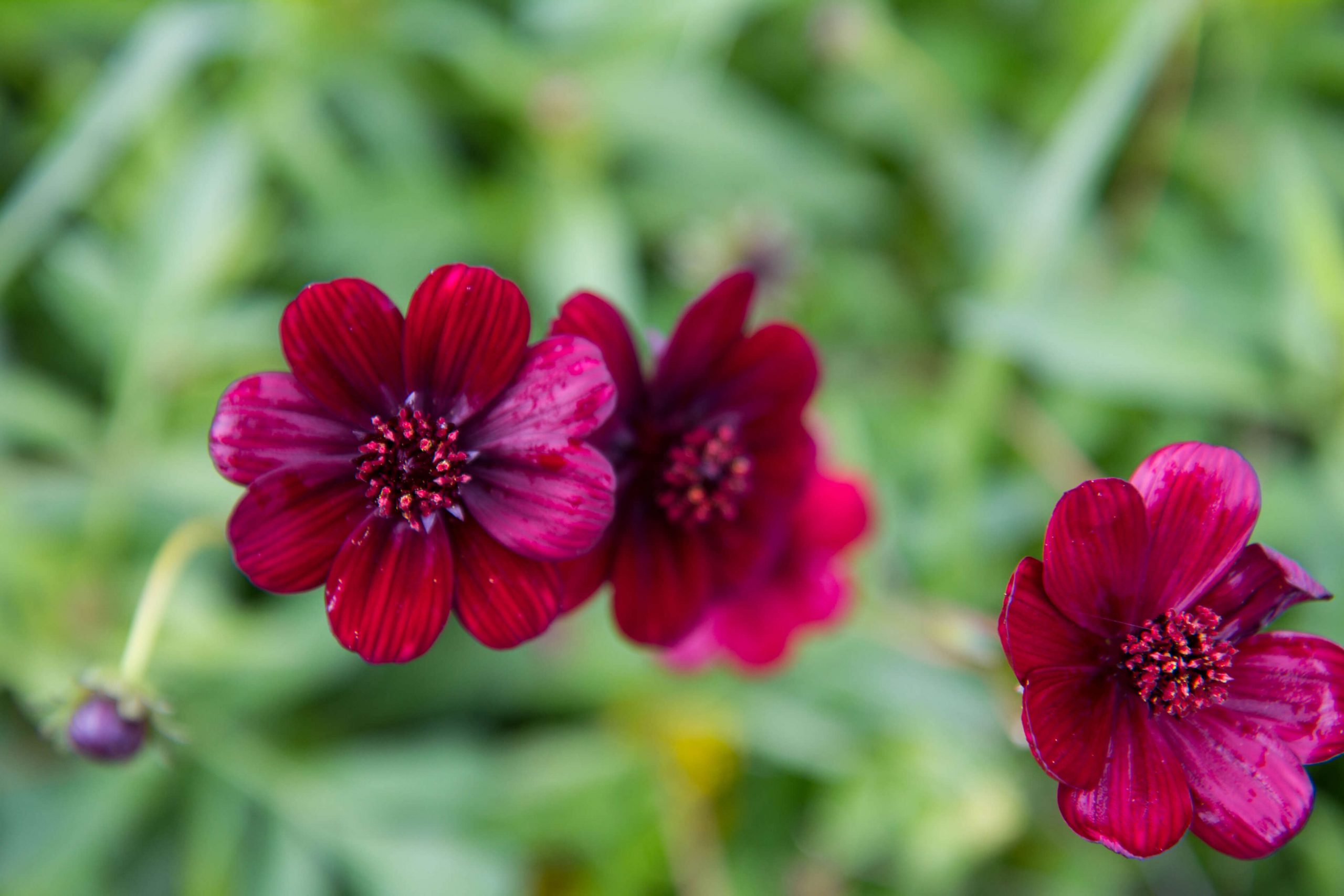 Cosmos atrosanguineus 