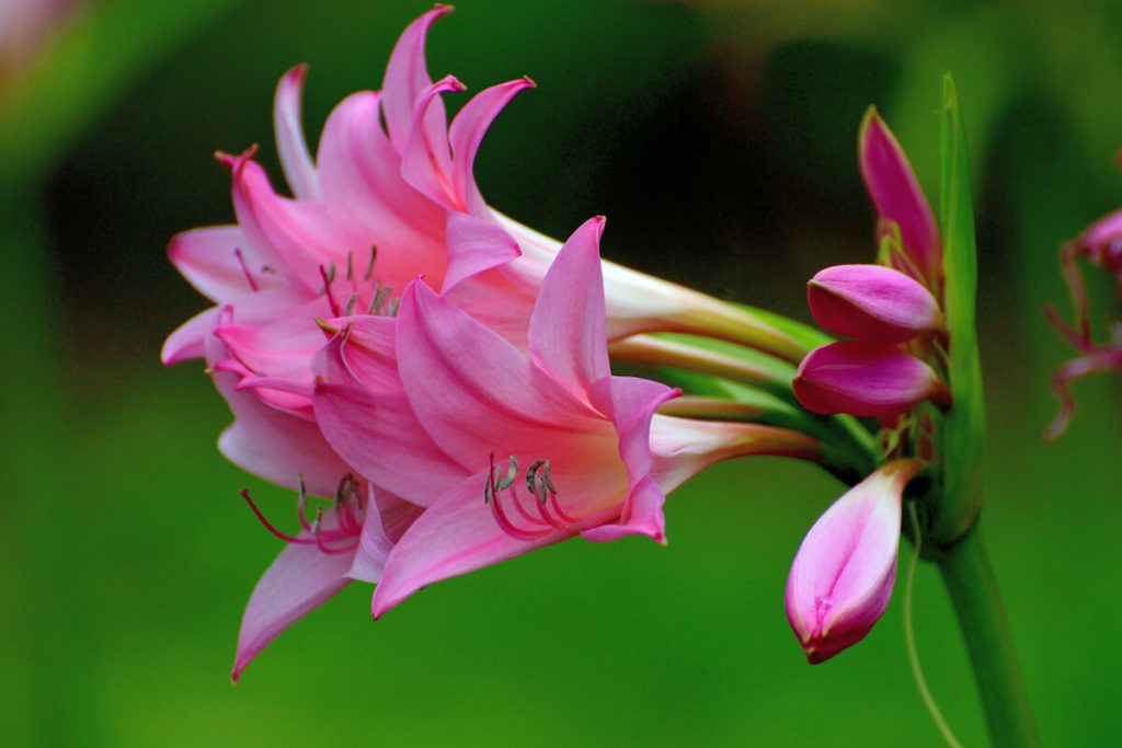 Crinum powellii 