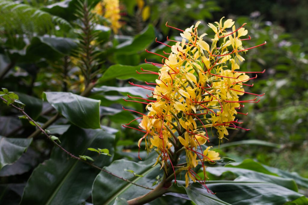 Hedychium