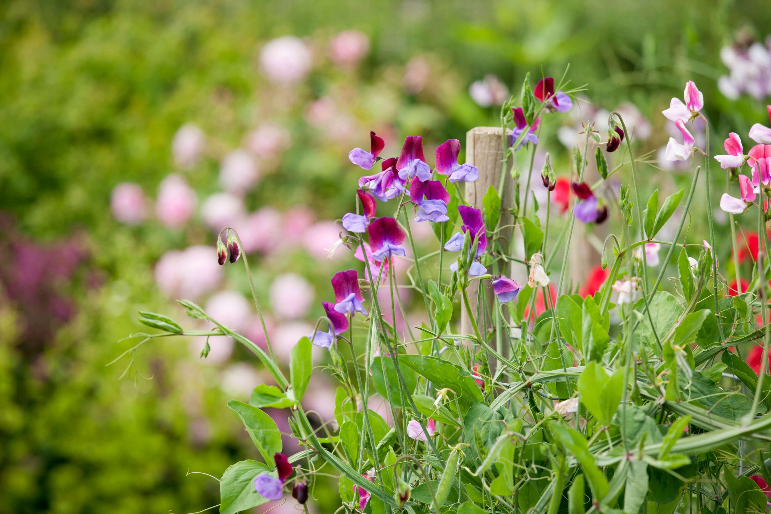 flores de verano