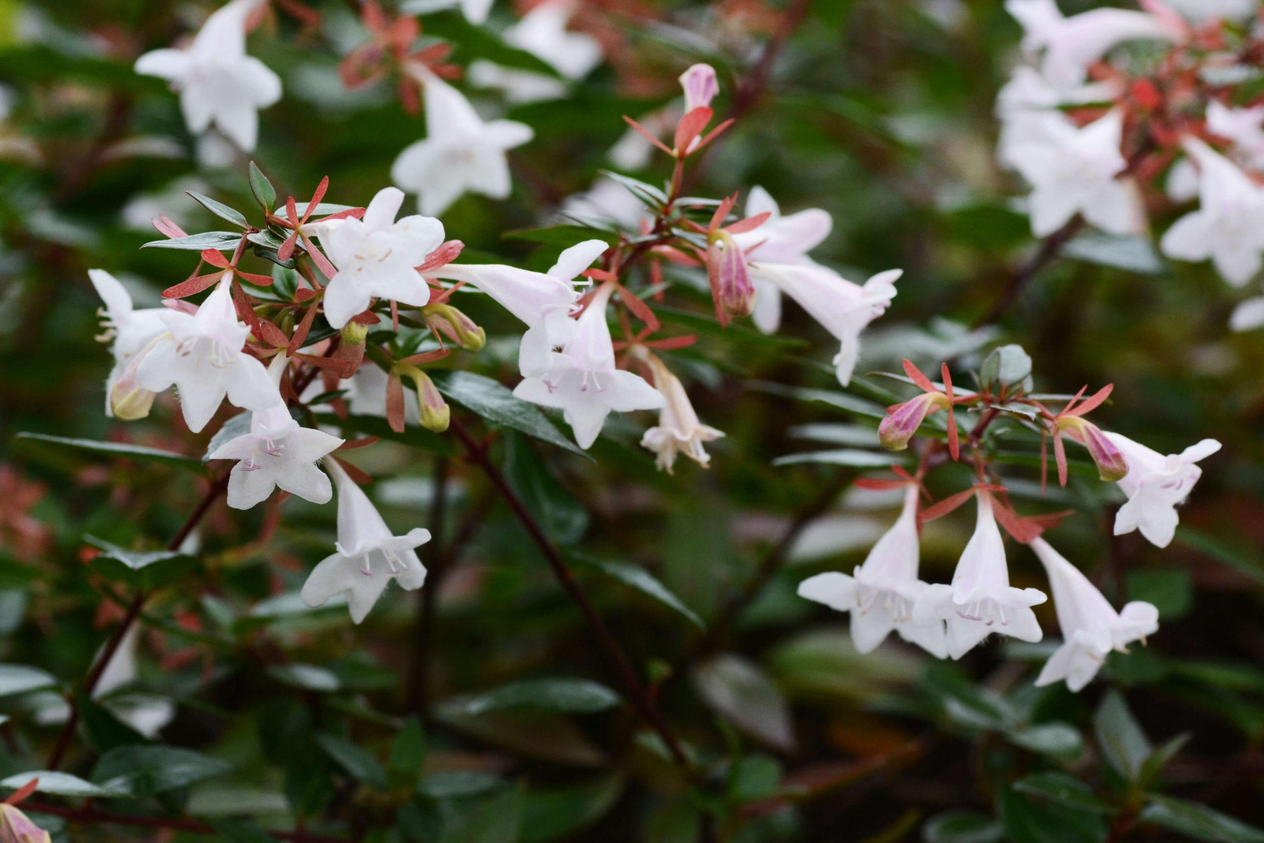 flores de verano